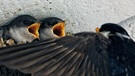 Mit offenen Schnäbeln erwarten zwei kleine Schwalben im Nest das Futter der heranfliegenden Mutter. | Bild: picture-alliance/dpa