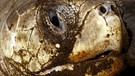 Eine Meeresschildkröte der Lora Arten | Bild: EPA/JEFFREY ARGUEDAS/picture-alliance/dpa