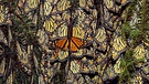 Hunderte Monarchfalter versammeln sich auf einer Pinie im Naturschutzgebiet Piedra Herrada im Valle de Bravo in Mexiko. (15.11.2001)  | Bild: picture-alliance/dpa