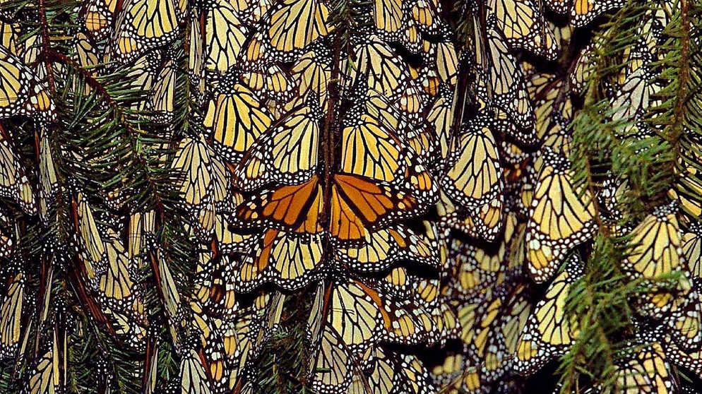 Hunderte Monarchfalter versammeln sich auf einer Pinie im Naturschutzgebiet Piedra Herrada im Valle de Bravo in Mexiko. (15.11.2001)  | Bild: picture-alliance/dpa