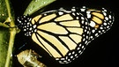 Ein Monarchfalter. Dieser Schmetterling legt, wenn er von Parasiten befallen ist, seine Eier in giftigen Pflanzen ab. | Bild: picture-alliance/dpa