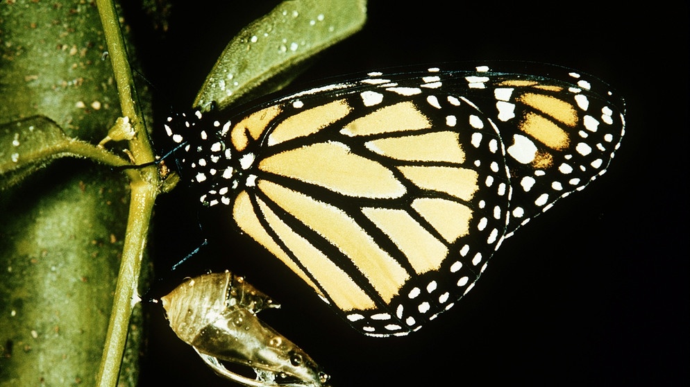 Ein Monarchfalter. Dieser Schmetterling legt, wenn er von Parasiten befallen ist, seine Eier in giftigen Pflanzen ab. | Bild: picture-alliance/dpa