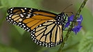 Monarchfalter sind auffällig orange und schwarz gezeichnete Schmetterlinge. | Bild: picture-alliance/dpa