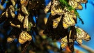 Eine dichte Traube Monarchfalter (Dannaus plexippus) im Zweig eines Nadelbaums: Der Schmetterling fliegt jeden Herbst in großen Schwärmen aus Nordamerika in die Sierra Nevada in Mexiko, wo der Wanderfalter überwintert. Dabei lässt er sich bevorzugt an Tannenzweigen nieder. | Bild: CC BY 2.0