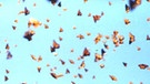Ein Schwarm Monarchfalter (Danaus plexippus) im Flug. Der Schmetterling fliegt jeden Herbst in großen Schwärmen aus Nordamerika in die Sierra Nevada in Mexiko, wo der Wanderfalter überwintert.  | Bild: Raina Kumra, CC BY 2.0