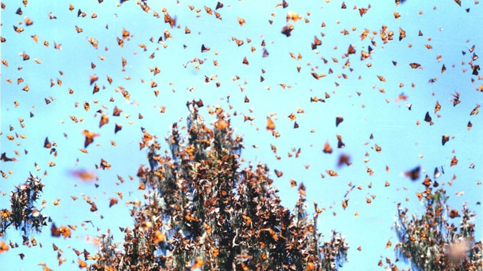 Ein Schwarm Monarchfalter (Danaus plexippus) im Flug. Der Schmetterling fliegt jeden Herbst in großen Schwärmen aus Nordamerika in die Sierra Nevada in Mexiko, wo der Wanderfalter überwintert.  | Bild: Raina Kumra, CC BY 2.0