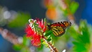 Monarchfalter holt sich Nektar von einem Zylinderputzer, einer aus Australien stammenden Pflanze. | Bild: picture alliance /ZUMAPRESS.com/Rory Merry