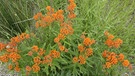 Knollige Seidenpflanze mit orangen Blüten | Bild: BR