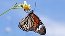 Monarchfalter  | Bild: picture alliance/imageBROKER