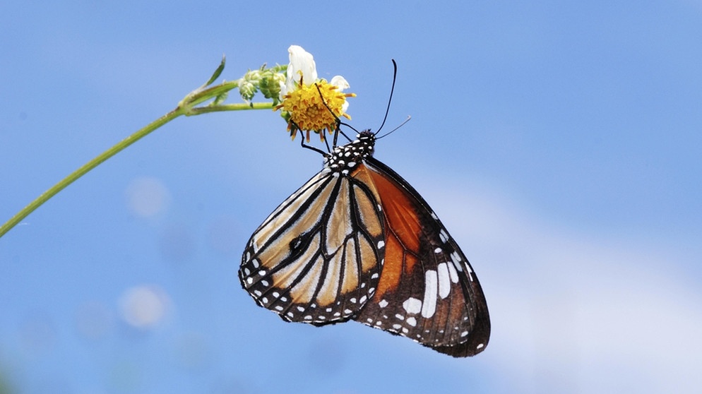 Monarchfalter  | Bild: picture alliance/imageBROKER