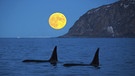Zwei große Orca-Bullen ("Killlerwale") vor aufgehendem Vollmond. | Bild: picture-alliance/dpa