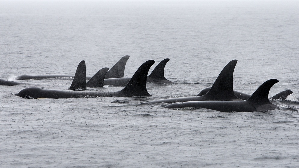 Flossen einer Gruppe von Orcas (Schwertwalen, umgangssprachlich Killerwalen). | Bild: picture-alliance/dpa