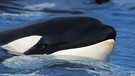 Kopf eines Orcas (Schwertwals, umgangssprachlich Killerwals)  | Bild: picture-alliance/dpa