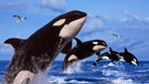 Orcas (Schwertwale, umgangssprachlich Killerwale) in der Gruppe. | Bild: picture-alliance/dpa