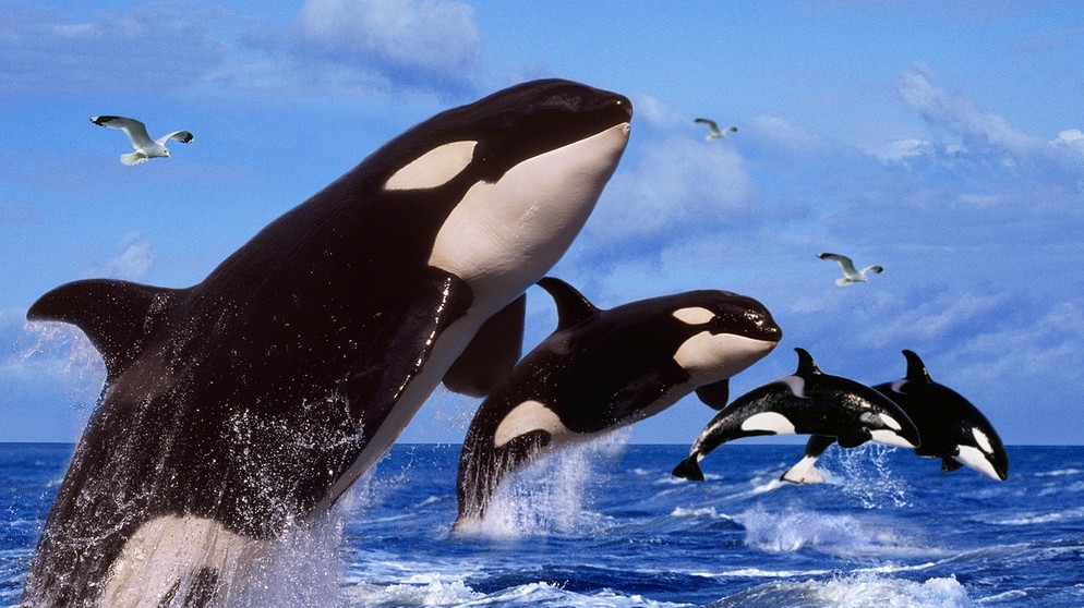 Orcas (Schwertwale, umgangssprachlich Killerwale) in der Gruppe. | Bild: picture-alliance/dpa