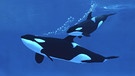 Orca (Schwertwal, umgangssprachlich Killerwal) mit Kalb. | Bild: picture-alliance/dpa