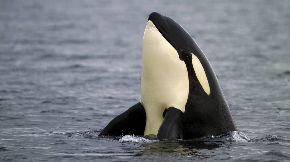 Orca (Schwertwal, umgangssprachlich Killerwal) schaut mit dem Kopf aus dem Wasser. | Bild: picture-alliance/dpa