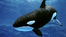Orca (Schwertwal, umgangssprachlich Killerwal) | Bild: picture-alliance/dpa