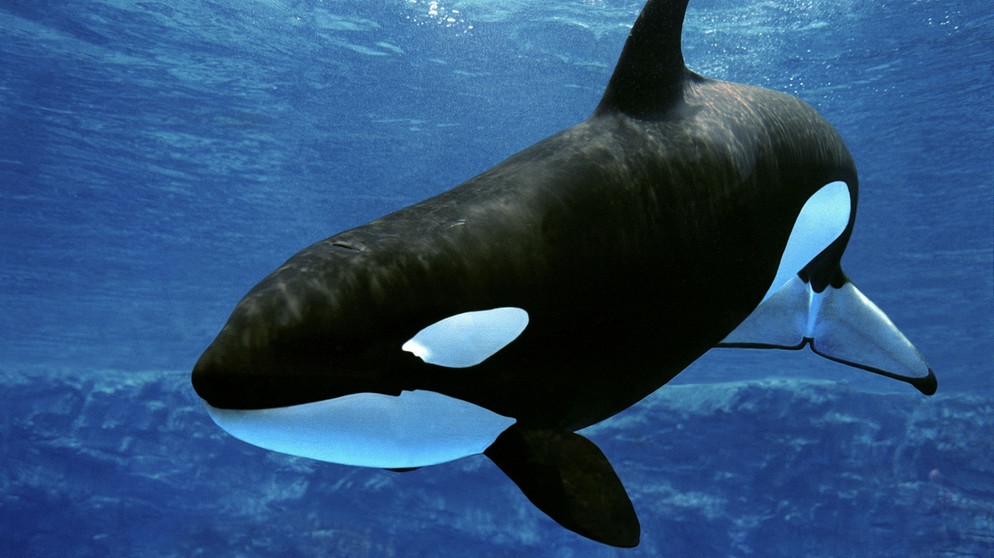 Orca (Schwertwal, umgangssprachlich Killerwal) | Bild: picture-alliance/dpa