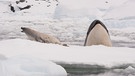 Orca (Schwertwal, umgangssprachlich Killerwal) jagt Robbe auf einer Eisscholle. | Bild: colourbox.com