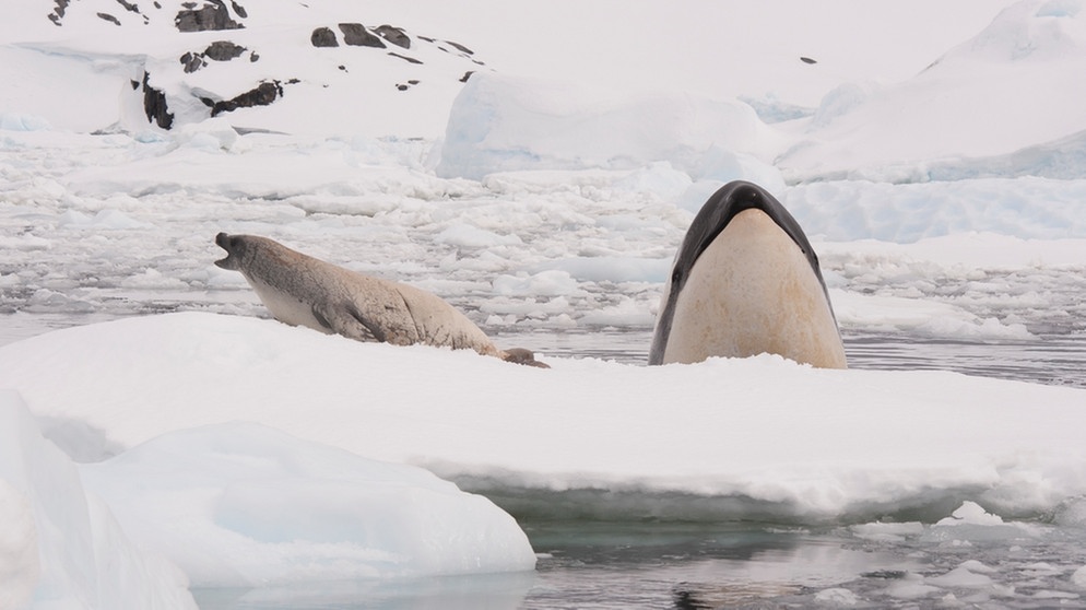 Orca (Schwertwal, umgangssprachlich Killerwal) jagt Robbe auf einer Eisscholle. | Bild: colourbox.com