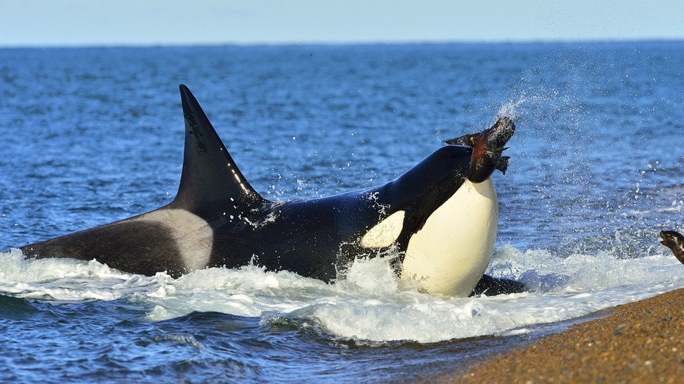 Orca (Schwertwal, umgangssprachlich Killerwal) jagt Robbe. | Bild: picture-alliance/dpa