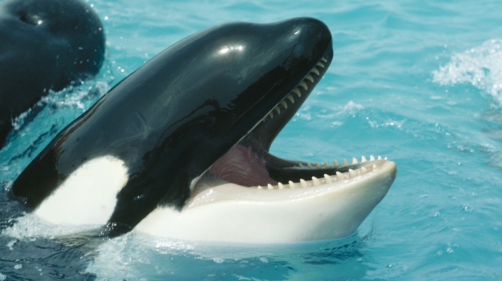 Zähne eines Orcas (Schwertwals, umgangssprachlich Killerwals). | Bild: picture-alliance/dpa