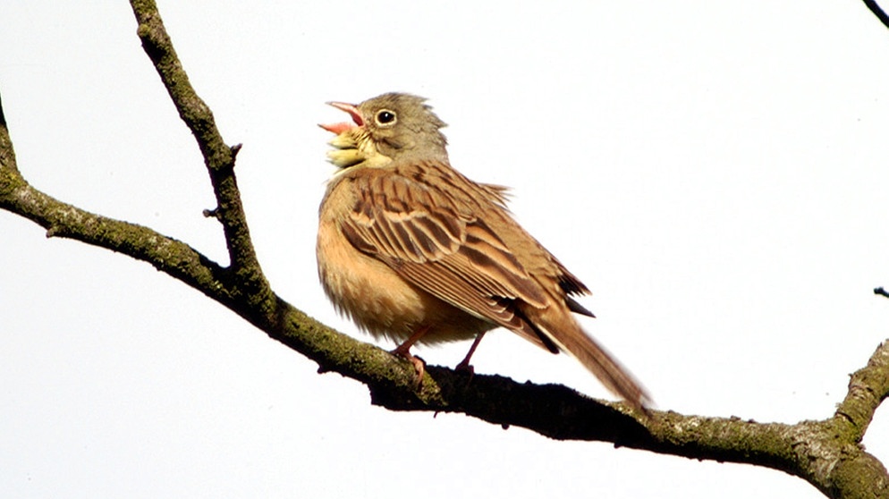 Ein Ortolan, auch Gartenammer genannt. Der Vogel  steht auf der Roten Liste wandernder Vogelarten (Zugvögel). | Bild: picture-alliance/dpa