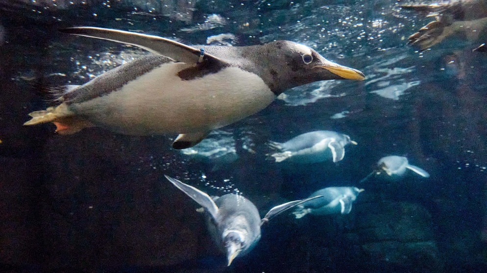 Wie ein Fisch im Wasser. Pinguine sind hervorragende Schwimmer. Könnt ihr euch ein Schmunzeln nicht verkneifen, wenn sich die niedlichen Frackträger watschelnd fortbewegen oder bäuchlings übers Eis schlittern? So ungeschickt Pinguine an Land wirken, so virtuos bewegen sie sich im Wasser. Auch sonst gibt es jede Menge Wissenswertes über die teils gefährdeten Pinguin-Arten. | Bild: picture alliance/dpa | Georg Wendt
