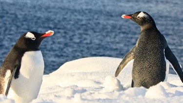 Pinguine in der Antarktis. Der Lebensraum von Pinguinen ist bedroht: Das Eis der Antarktis schmilzt aufgrund des Klimawandels. | Bild: colourbox.com