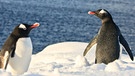 Pinguine in der Antarktis. Der Lebensraum von Pinguinen ist bedroht: Das Eis der Antarktis schmilzt aufgrund des Klimawandels. | Bild: colourbox.com