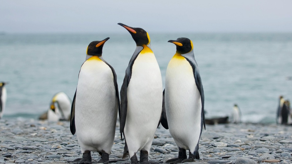 Drei Königspinguine am Strand von Südgeorgien. Viele Pinguin-Arten sind vom Aussterben bedroht: Ihr Lebensraum am Südpol, das Eis in der Antarktis, schwindet. Auch die Königspinguine leiden unter dem Klimawandel.  | Bild: MEV/GW20 Foto