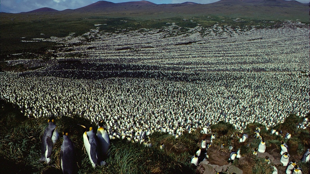 Französische Süd- und Antarktisgebiete, Ile aux Cochons: Zahlreiche Pinguine bevölkern die große Pinguinkolonie auf der im südlichen Indischen Ozean gelegnen Insel Ile aux Cochons. Die einst größte Kolonie von Königspinguinen ist in den vergangenen 35 Jahren um fast 90 Prozent geschrumpft. Brüteten in den 1980er Jahren noch 500 000 Pinguin-Paare im südlichen Indischen Ozean, sind es heute nur noch etwa 60 000 Paare, berichtet ein internationales Forscherteam im Fachblatt "Antarctic Science".  | Bild: dpa-Bildfunk/Henry Weimerskirch