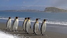 Königspinguine auf Südgeorgien. Viele Pinguin-Arten sind vom Aussterben bedroht: Ihr Lebensraum am Südpol, das Eis in der Antarktis, schwindet. Auch die Königspinguine leiden unter dem Klimawandel.  | Bild: picture alliance / blickwinkel/M