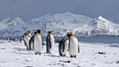 Koenigspinguine auf Südgeorgien. Viele Pinguin-Arten sind vom Aussterben bedroht: Ihr Lebensraum am Südpol, das Eis in der Antarktis, schwindet. Auch die Königspinguine leiden unter dem Klimawandel.  | Bild: picture alliance / blickwinkel/M