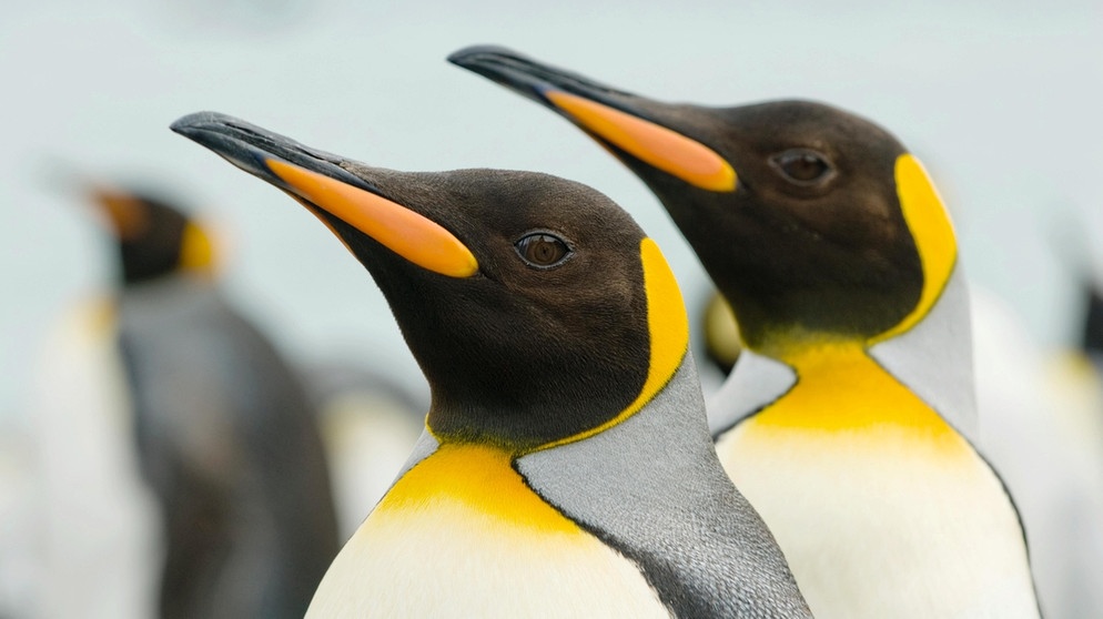 Königspinguine im Portrait. Viele Pinguin-Arten sind vom Aussterben bedroht: Ihr Lebensraum am Südpol, das Eis in der Antarktis, schwindet. Auch die Königspinguine leiden unter dem Klimawandel.  | Bild: MEV/GW20 Foto