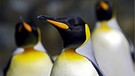 Königspinguine. Viele Pinguin-Arten sind vom Aussterben bedroht: Ihr Lebensraum am Südpol, das Eis in der Antarktis, schwindet. Auch die Königspinguine leiden unter dem Klimawandel.  | Bild: picture-alliance/dpa