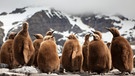 Königspinguine. Viele Pinguin-Arten sind vom Aussterben bedroht: Ihr Lebensraum am Südpol, das Eis in der Antarktis, schwindet. Auch die Königspinguine leiden unter dem Klimawandel.  | Bild: picture-alliance/dpa