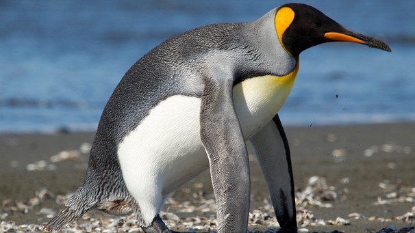 Pinguine: Warum der Klimawandel Königspinguine gefährdet, Artenschutz, Tiere, Natur, Verstehen