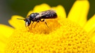 Das Männchen einer Rainfarn-Maskenbiene im Blütenstand einer Färber-Kamille. Die kleine Rainfarn-Maskenbiene ist die Wildbiene des Jahres 2022. | Bild: dpa-Bildfunk/Hans-Richard Schwenninger/NABU Baden-Württemberg