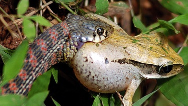 Schlange (gehört zu den Reptilien) frisst Frosch (gehört zu den Amphibien). Zu den Reptilien und Amphibien zählen viele verschiedene Arten mit ganz unterschiedlichen Merkmalen. | Bild: picture-alliance/dpa