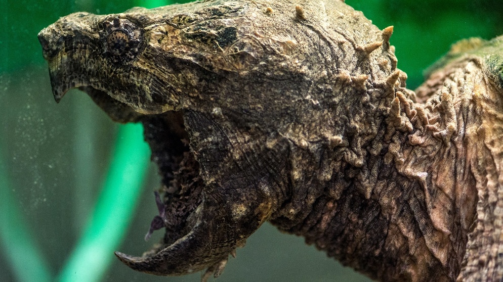 Eine Geierschildkröte, aufgenommen 2012 im Reptilienzoo in Regensburg. Geierschildkröten gehören zu den größten Süßwasserschildkröten der Welt. Zu den Reptilien zählen viele verschiedene Arten mit ganz unterschiedlichen Merkmalen. | Bild: picture-alliance/dpa/Armin Weigel