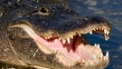 Mississippi-Alligatoren können bis zu sechs Meter lang werden. Krokodile sind die größten Reptilien. Zu den Reptilien zählen viele verschiedene Arten mit ganz unterschiedlichen Merkmalen. | Bild: picture-alliance/dpa/imageBROKER/Malcolm Schuyl/FLPA