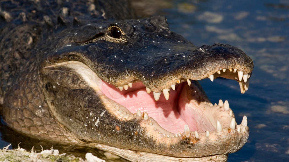 Mississippi-Alligatoren können bis zu sechs Meter lang werden. Krokodile sind die größten Reptilien. Zu den Reptilien zählen viele verschiedene Arten mit ganz unterschiedlichen Merkmalen. | Bild: picture-alliance/dpa/imageBROKER/Malcolm Schuyl/FLPA