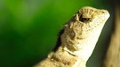Der Nackenstachler gehört zu den Agamen und ist in Südostasien beheimatet. Agamen gehören zu den Echsen und damit auch zu den Reptilien. Zu den Reptilien zählen viele verschiedene Arten mit ganz unterschiedlichen Merkmalen. | Bild: picture-alliance/dpa