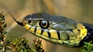 Ringelnattern gehören zu den Schlangen und damit zu den Reptilien, die es in Deutschland gibt. Zu den Reptilien zählen viele verschiedene Arten mit ganz unterschiedlichen Merkmalen. | Bild: picture-alliance/dpa