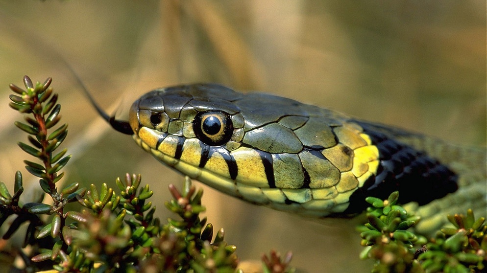 Ringelnattern gehören zu den Schlangen und damit zu den Reptilien, die es in Deutschland gibt. Zu den Reptilien zählen viele verschiedene Arten mit ganz unterschiedlichen Merkmalen. | Bild: picture-alliance/dpa