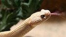Die Aruba-Klapperschlange gehört zu den Vipern und damit auch zu den Reptilien. Zu den Reptilien zählen viele verschiedene Arten mit ganz unterschiedlichen Merkmalen. | Bild: picture-alliance/dpa