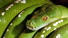 Der Grüne Baumpython beeindruckt in leuchtendem Grün. Die Schlange gehört zu den Reptilien. Zu den Reptilien zählen viele verschiedene Arten mit ganz unterschiedlichen Merkmalen. | Bild: picture-alliance/dpa