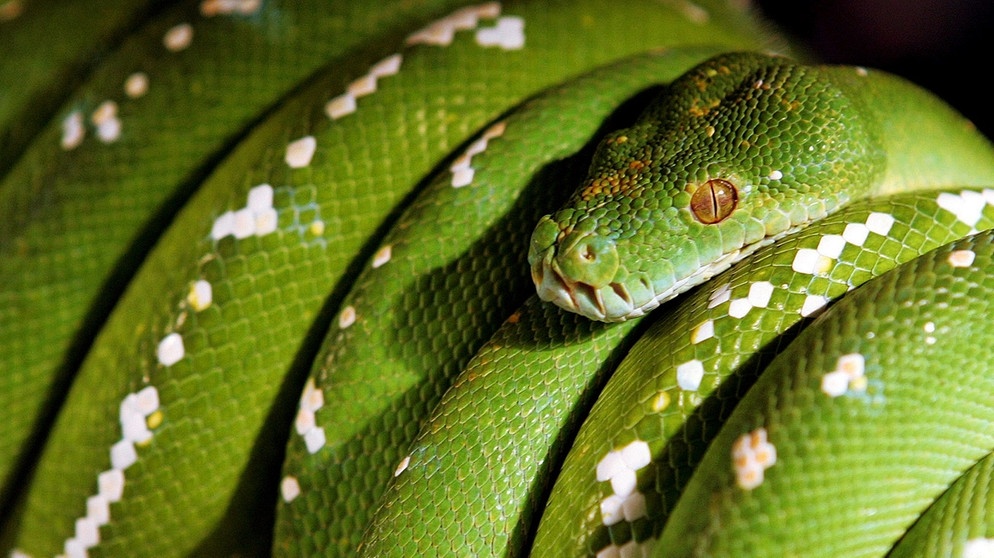 Der Grüne Baumpython beeindruckt in leuchtendem Grün. Die Schlange gehört zu den Reptilien. Zu den Reptilien zählen viele verschiedene Arten mit ganz unterschiedlichen Merkmalen. | Bild: picture-alliance/dpa